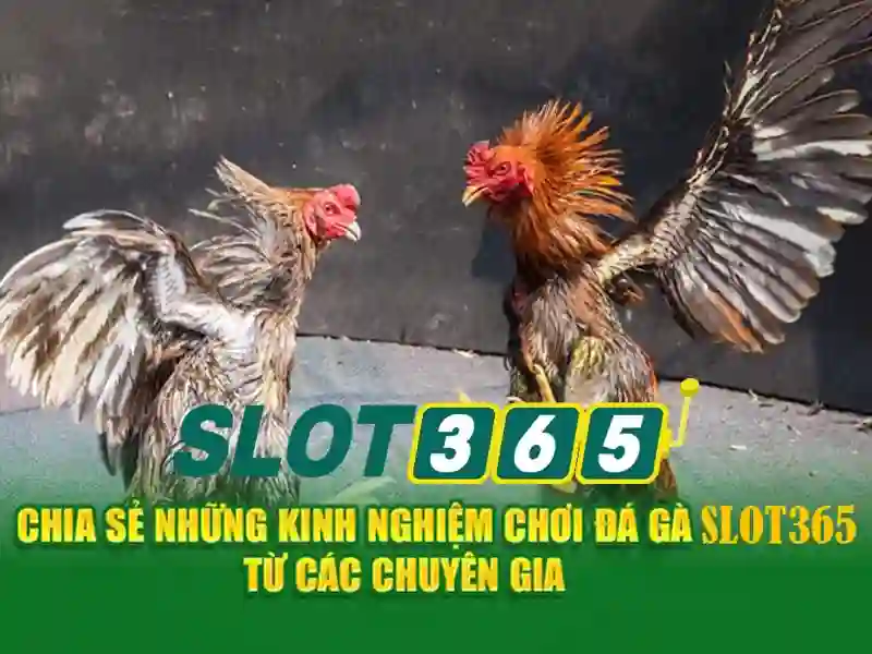 ưu điểm slot365