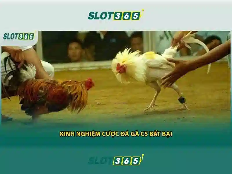 Dịch Vụ Rút Tiền Slot365