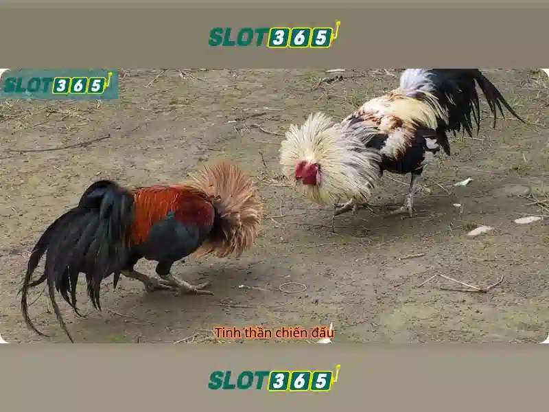 SLOT365 | Hoki Slot365 – Trải Nghiệm Chơi Slot Đỉnh Cao 2026