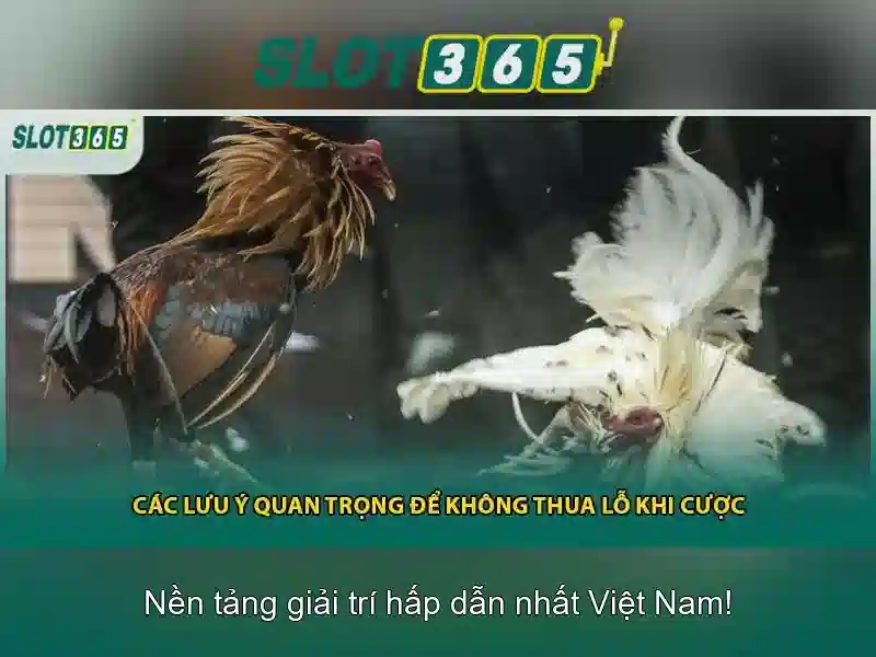 SLOT365 Trải Nghiệm Slot365